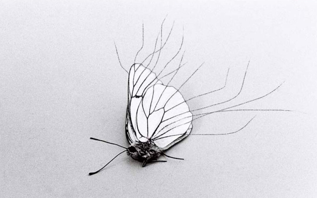 Stéphane Thidet – Au fond du jardin