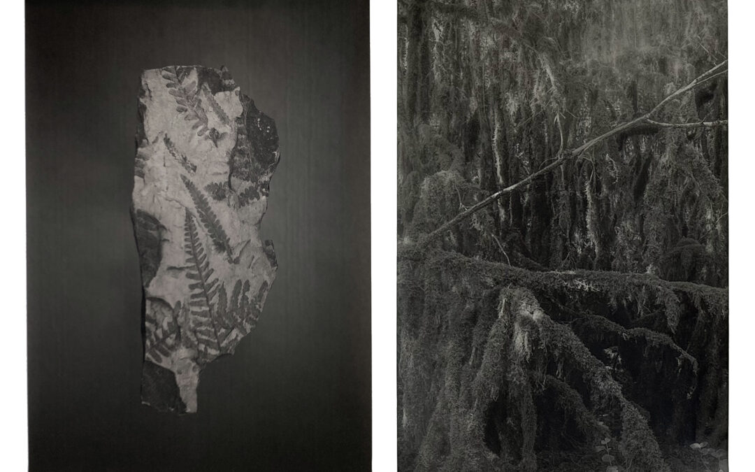 Amelie Labourdette – Un pur esprit s’accroît sous l’ecorce des pierres